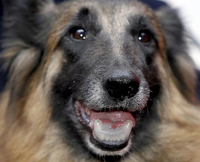 Zwei der drei verendeten Hunde waren belgische Schäferhunde. (Symbolbild)