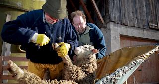 Bei der Moderhinke entz&uuml;nden Bakterien die Klauen der Schafe, was zu starken Schmerzen und Eiterbildung f&uuml;hrt. 
