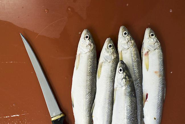 Bei den Felchen waren die Fänge im Genfersee im vergangenen Jahr erneut sehr tief. 