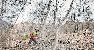 Schutzwaldpflege ist wichtig. Die Finanzierung bleibt vorerst unklar. Foto WB/Alain Amherd