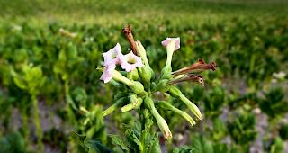 Der Anbau von Tabak verlangt viel Fachwissen und den richtigen Boden.