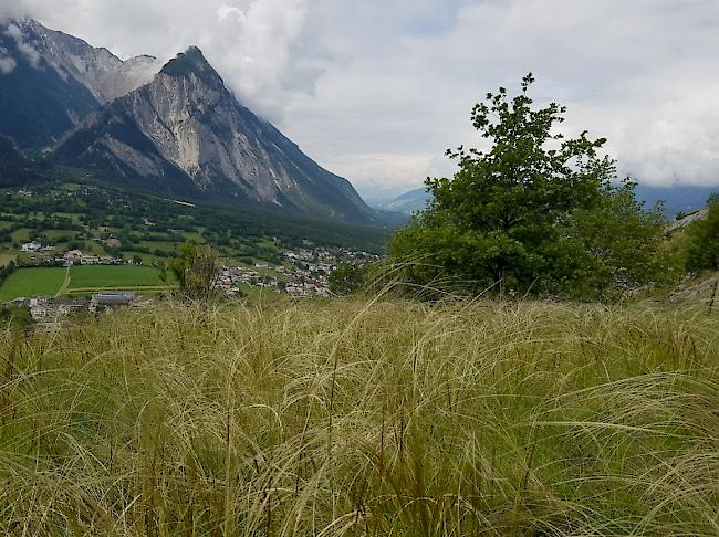 Mit Ziegen beweideter Steppenrasen «Ober Rotafen» bei Erschmatt auf 1200 m. Das Federgras steht gerade in voller Blüte.