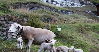 Vier auf einen Streich. Die vier L&auml;mmer sind putzmunter und halten Mutter &laquo;Magda&raquo; geh&ouml;rig auf Trab.