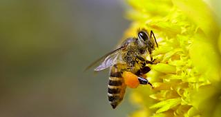 Die Substanz befand sich als unerkennbare Beimischung in dem legalen und eigentlich unproblematischen Insektizid Pirimicarb, das Fenaco in ihren Agrar-Zentren verkauft.