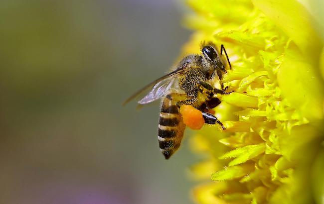 Die Substanz befand sich als unerkennbare Beimischung in dem legalen und eigentlich unproblematischen Insektizid Pirimicarb, das Fenaco in ihren Agrar-Zentren verkauft.