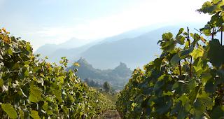 Im Wallis wurden im Juli bei der sogenannten Gr&uuml;nlese zahlreiche noch wenig reife Traubenbeeren abgeschnitten und vernichtet, um zu garantieren, dass die anderen Trauben maximal ausreifen.