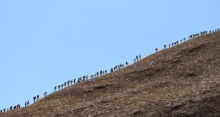 Bevor das Kletterverbot f&uuml;r den Uluru in Kraft tritt, wollen noch hunderte Touristen den Berg, der f&uuml;r die australischen Ureinwohner heilig ist, erklimmen.  