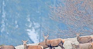 Hirschrudel. Auf der Nachjagd sollen von den J&auml;gern vorab Hirschk&uuml;he und -k&auml;lber zur Strecke gebracht werden.Foto keystone