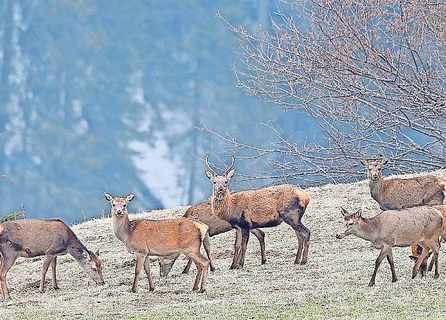 Hirschrudel. Auf der Nachjagd sollen von den Jägern vorab Hirschkühe und -kälber zur Strecke gebracht werden.Foto keystone