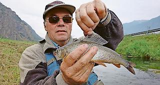 Seit &uuml;ber 20 Jahren gilt die &Auml;sche im Oberwallis als ausgestorben.