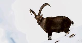 Im Visier. Die Steinbock-Jagd von Ausl&auml;ndern.