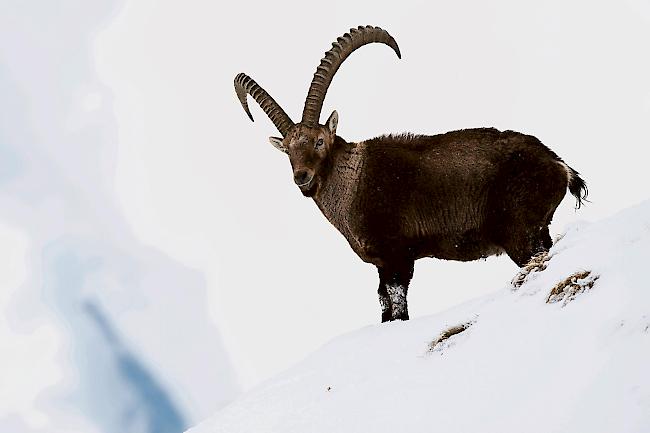 Im Visier. Die Steinbock-Jagd von Ausländern.