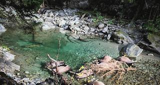 Acht Rinder &uuml;berlebten den Sturz ins Bachtobel nicht. 