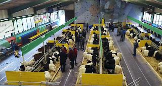 Zahlreiche Besucher erschienen am Samstag in Visp, um die &uuml;ber 170 ausgestellten Ziegen der 12. Leistungsschau zu bewundern.