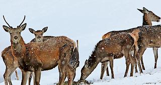 Im Visier. Ein Rudel Rotwild auf der Suche nach Futter. 