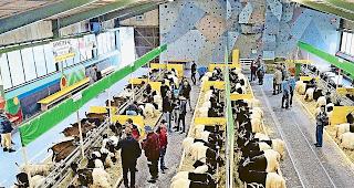 Schwere Vorw&uuml;rfe. Z&uuml;chter sollen an der Leistungsschau im &laquo;Sand&raquo; in Visp vor zehn Tagen bei Tieren verbotene Manipulationen vorgenommen haben. Foto zvg