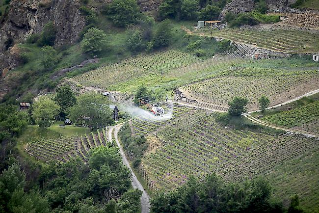 Künftig vermehrt zu beobachten: Heli-Einsatz über einem Rebberg bei St. German.