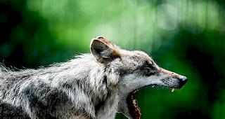 "Rissbilder deuten auf einen Wolf hin." (Symbolbild: Wolf im Wildpark)