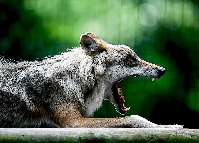 "Rissbilder deuten auf einen Wolf hin." (Symbolbild: Wolf im Wildpark)