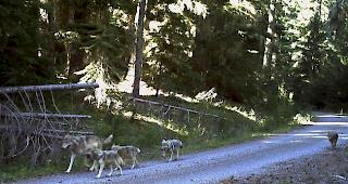 Die Zahl der W&ouml;lfe ist in Graub&uuml;nden um zwei reduziert worden. (Symbolbild)