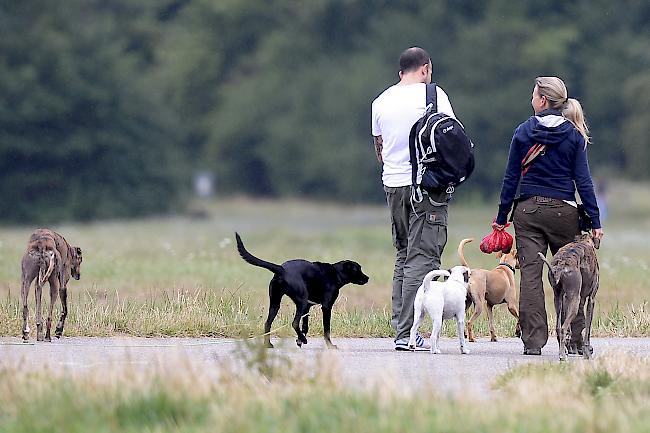 Ein Hund kostet in der Schweiz nicht überall gleich viel. 