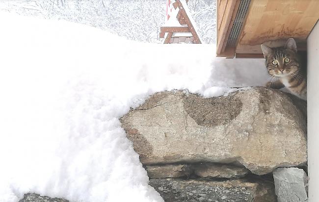 Diese Katze in Eggerberg sucht Zuflucht unter der Terrasse.