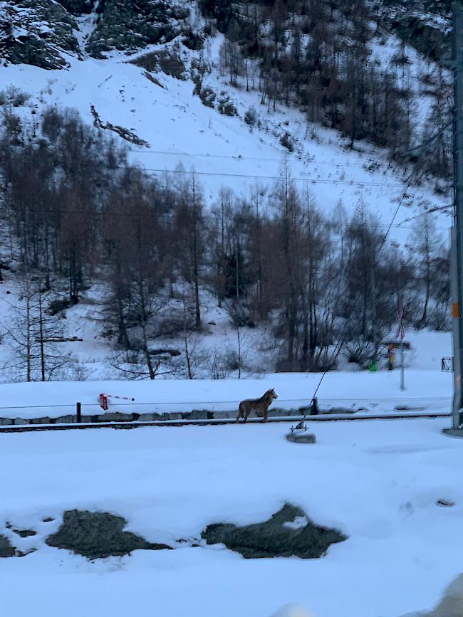 Das Foto zeigt einen Wolf am Bahngeleise in Täsch.