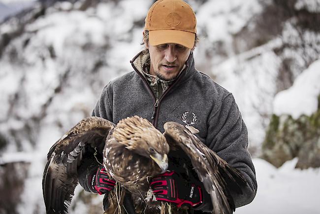 Einen Monat lang hat sich Bernhard Steiner in seiner Vogelauffangstation in Steg um den von Kokzidien befallenen Steinadler gekümmert, bevor dieser in seinem Revier in Bitsch wieder ausgewildert werden konnte.