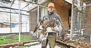 Aufwendige Pflege. Einen Monat lang hat sich Bernhard Steiner in seiner Vogelauffangstation in Steg um den von  Kokzidien befallenen Steinadler gek&uuml;mmert.