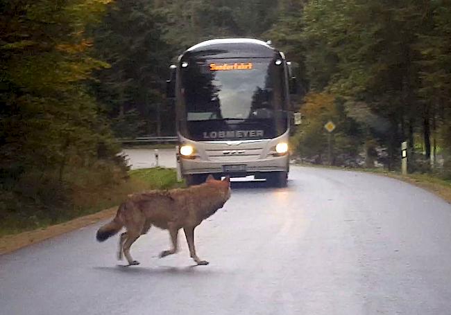 Im Kanton Graubünden sterben Jahr für Jahr mehrere hundert Wildtiere bei Unfällen. (Symbolbild)