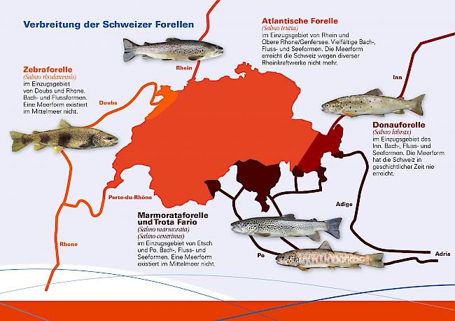 Variantenreich. Die Forelle trifft man eigentlich in der ganzen Schweiz an; hier die Verbreitung der fünf wichtigsten Arten.