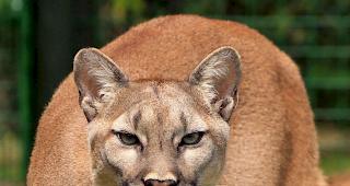 Pumas haben in Arizona eine menschliche Leiche gefressen.