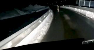 Vor wenigen Tagen ist im Netz ein Video aufgetaucht, das einen Wolf auf der Strasse zwischen T&auml;sch und Zermatt festh&auml;lt.