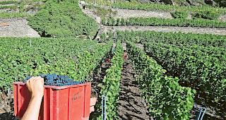 Last auf den Schultern. Nach einem f&uuml;nf Jahre andauernden Zwist mit der KESB sprach das Bezirksgericht H&eacute;rens und Conthey &shy;einen Winzer vom Verdacht des gewerbsm&auml;ssigen Betrugs frei.symbolbild keystone