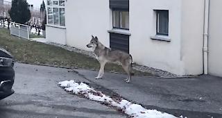 Ein ausgeb&uuml;xter Wolfshund in Visp macht derzeit im Netz die Runde.