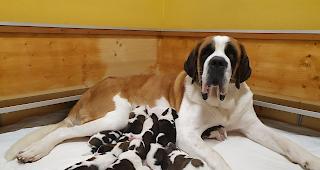 Ein echtes Weihnachtsgeschenk: Die Bernhardiner-H&uuml;ndin Tosca brachte am 24. Dezember gleich zehn Welpen zur Welt.