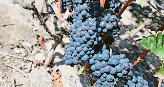 Ein guter Jahrgang. Die bisherigen Degustationen attestieren der Weinernte 2019 ein gutes Potenzial.