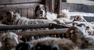 Das Bundesamt f&uuml;r Umwelt (Bafu) stellt sich auf den Standpunkt, bestimmte Bedingungen f&uuml;r Absch&uuml;sse m&uuml;ssten erf&uuml;llt sein - auch wenn das Parlament es ausdr&uuml;cklich abgelehnt hat, diese im Gesetz zu verankern.