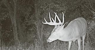 Keine Wilderei. Bei der n&auml;chtlichen Schussabgabe im Gliser Wohngebiet handelte es sich um einen Hegeabschuss der Wildhut.