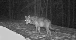 In der Fotofalle: Wolf M118 im Mattertal.