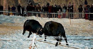 Auch bei Nacht schenkten sich die Rinder in Bellwald nichts.