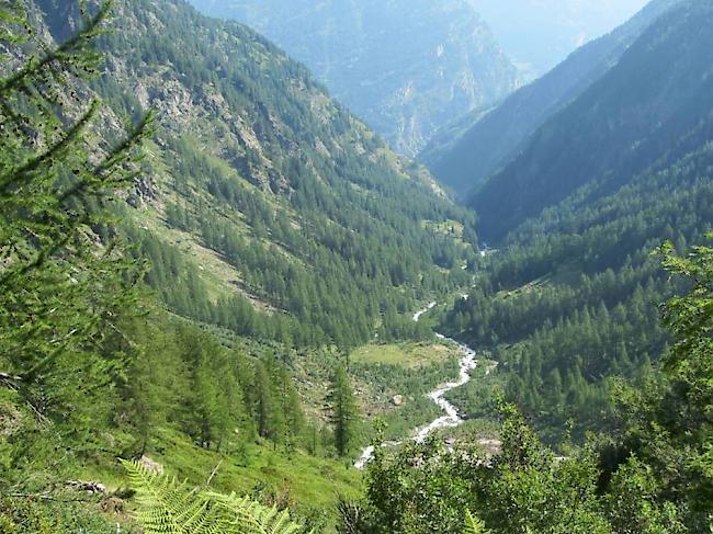 Im neuen Waldreservat im Laggintal verzichten die Eigentümer grösstenteils auf forstliche Eingriffe, damit sich der Wald natürlich entwickeln kann.