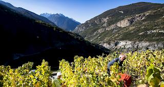 Schwere Zeiten. Die Coronakrise trifft auch die Weinbranche hart (Bild: Weinernte bei Visperterminen)