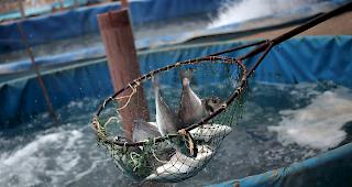 Die unbekannten T&auml;ter fischten aus einem vollen Zuchtbecken rund 700 Kilogramm Fisch. (Symbolbild)