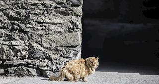 Vorsichtsmassnahme. Auf enge Kontakte wie zum Beispiel K&uuml;sse sollte man laut Kantonstierarzt Eric Kirchmeier besser verzichten. 