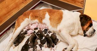 Die Kurzhaar-H&uuml;ndin &laquo;Hoxane du Grand St. Bernard&raquo; und der Kurzhaar-R&uuml;de &laquo;Florenzo vom Baronenschloss&raquo; wurden am 1. April Eltern von sechs R&uuml;den und vier H&uuml;ndinnen.